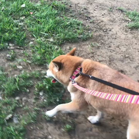 ♪お散歩動画♪代々木公園♪の画像