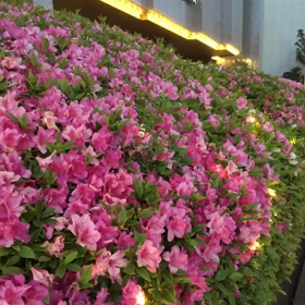 なーぜー？なーごーやですかー！の画像