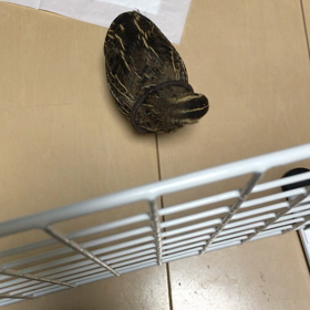 上手になった！の画像