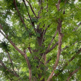 セミの大合唱の画像