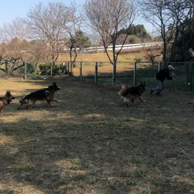 主人と初めてのキャッチボール  【動画】の画像