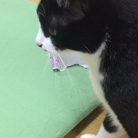 帰ってきた人形焼の画像