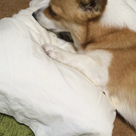 今日もベッドメイキング？の画像