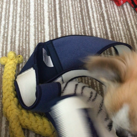 かあちんのトコちゃんベルトの画像