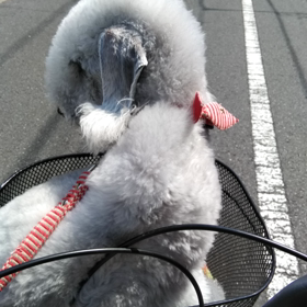 ▶サイクリングの画像