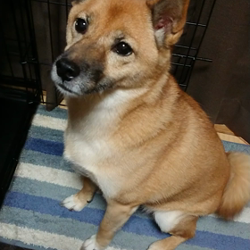 今日はフィラリア予防の薬の日の画像