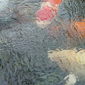 今朝の大池の画像