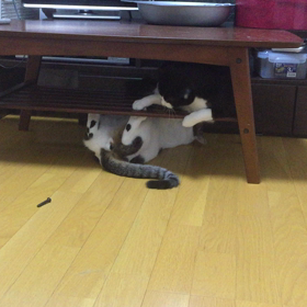 おちょくるの画像