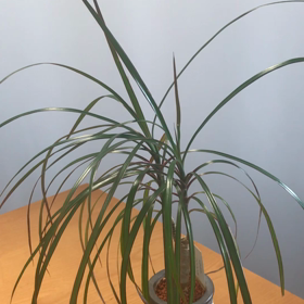 マツダスタジアム！！3万人の大舞台で...！動画続きの画像