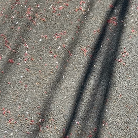 あさかさあの画像