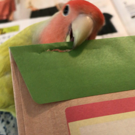 封筒を開けて貰うの画像