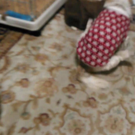 きゃわたん(,,> <,,)♡♡の画像