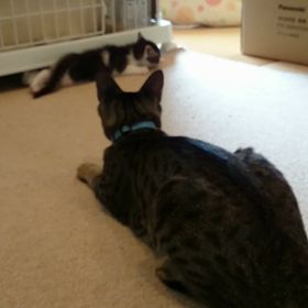 可愛い？の画像