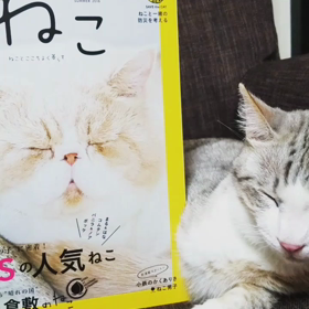 載ったにゃん‼‼‼の画像