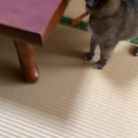 綺麗なお座敷が懐かしいわの画像