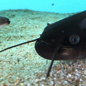 ナマズとウナギの( ˘ ³˘)❤の画像