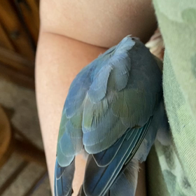 なんだかモフモフの画像