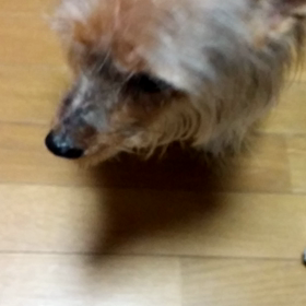 チョコちゃんの画像