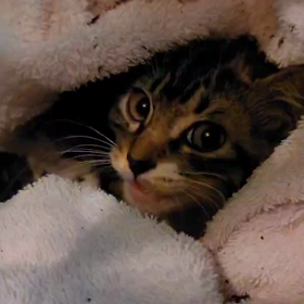 ”里親様、一時預かり様募集”の画像