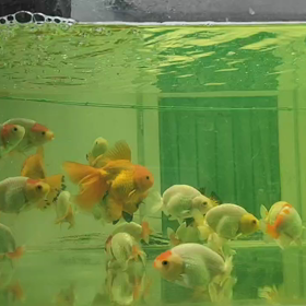 インドネシア金魚輸入間近！！の画像