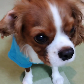 そら君 もぐもぐタイムの画像