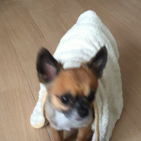 異変に気付かないこじろうの画像