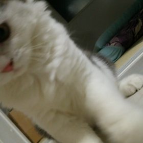 一瞬たりともじっとしていないの画像