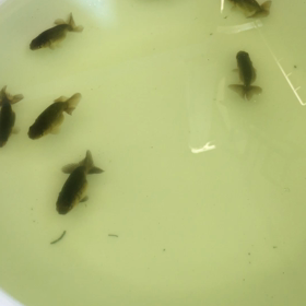 らんちゅう稚魚の画像