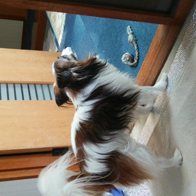 やきもちの画像