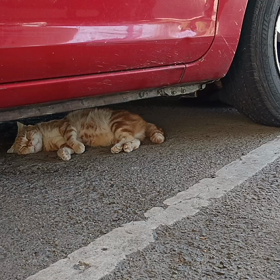 貓很平靜の画像