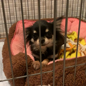 チワワのマロンの画像