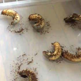 カブトムシの画像