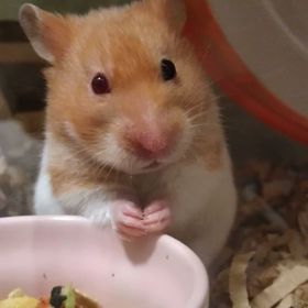 もぐもぐタイムの画像