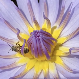 睡蓮の花に蜜蜂が〜(*^_^*)の画像