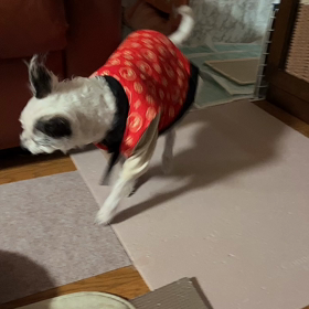 小さな発作2回の画像