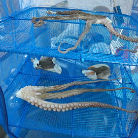 タコの一夜干し‼️の画像