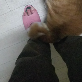 猫がしゅりしゅりする訳の画像