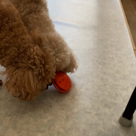 ワンコのおもちゃの画像