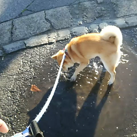 レトリバー？の画像