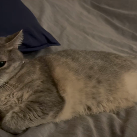 隣に。。。の画像