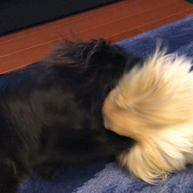 今日の１日☆後半過激な映像があります！(良い子は真似しないでね♡)の画像