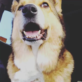 カメラ目線の画像