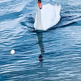 餌を選ぶ白鳥さんの画像