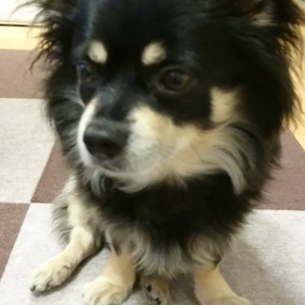 はーい！の画像