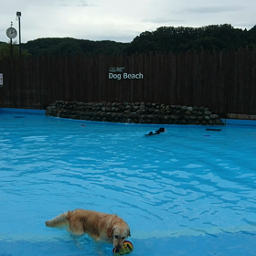 プールへGo‼️の画像