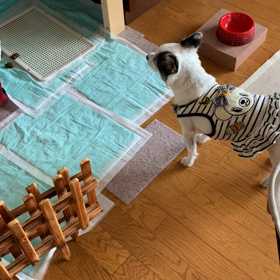 凶暴になりつつあり、飼い主ビビるの画像