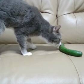 猫とキュウリの画像