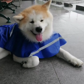 わぁー❗やっぱ☔。でも散歩中は弱雨。コースを変えて未来丸ペースで雨宿り休憩しながら、無事散歩終了の画像