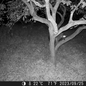 すぎぴたんの事件簿シーズン3　397話（華麗な木登りハクビシン）の画像