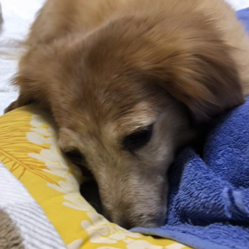 ジムでひょっこりはん、母から電話、大好きなSMAPの画像